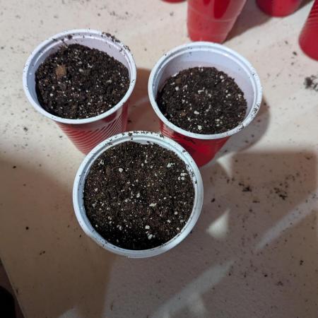 Last Boof