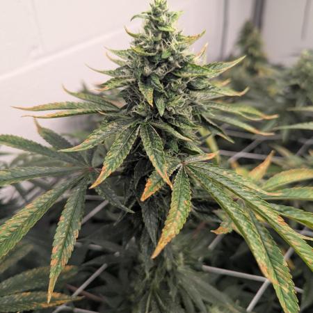 Choka-Cola x AJ Sour