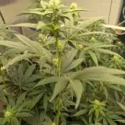 Choka-Cola x AJ Sour