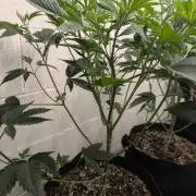 Choka-Cola x AJ Sour