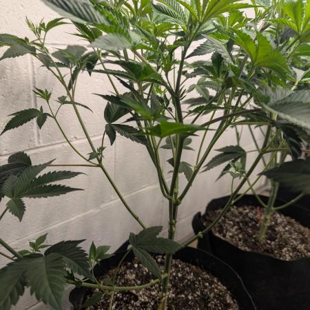 Choka-Cola x AJ Sour