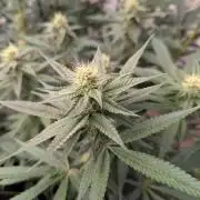 Cartier crops / Dj short Blueberry