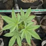 Choka-Cola x AJ Sour