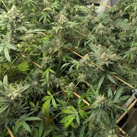 Lemon Cherry Pie