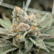 Cartier crops / Dj short Blueberry