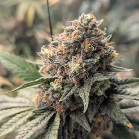 Lemon Cherry Pie