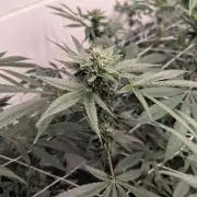 Choka-Cola x AJ Sour