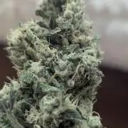 Choka-Cola x AJ Sour