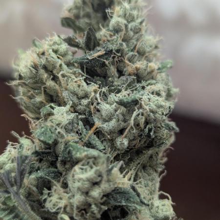 Choka-Cola x AJ Sour