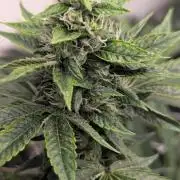 Choka-Cola x AJ Sour