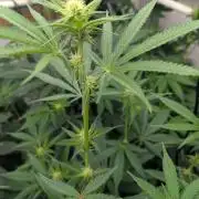 Cartier crops / Dj short Blueberry