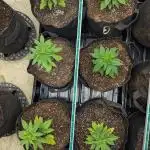 Choka-Cola x AJ Sour