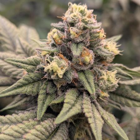 Lemon Cherry Pie