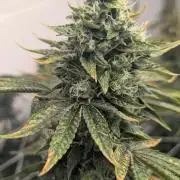 Choka-Cola x AJ Sour