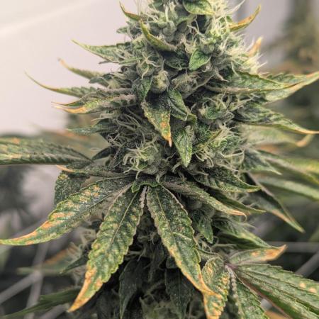 Choka-Cola x AJ Sour