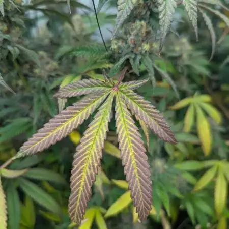 Lemon Cherry Pie