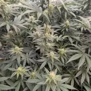 Cartier crops / Dj short Blueberry