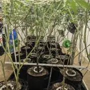 Northern lights # 5 clones