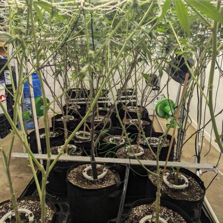 Northern lights # 5 clones