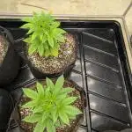 Choka-Cola x AJ Sour