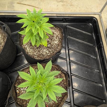 Choka-Cola x AJ Sour