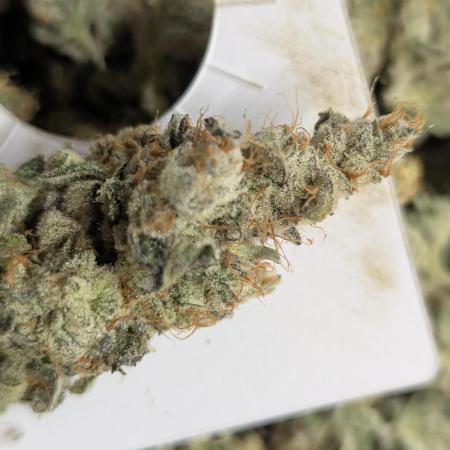 Cartier crops / Dj short Blueberry