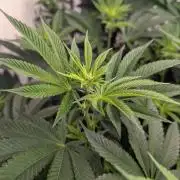 Choka-Cola x AJ Sour