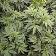 Choka-Cola x AJ Sour