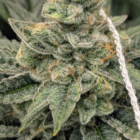 Cartier crops / Dj short Blueberry