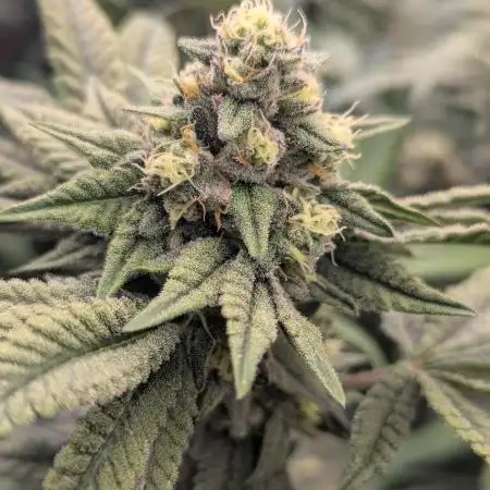 Lemon Cherry Pie