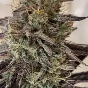 Mephisto genetics