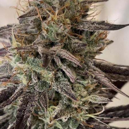 Mephisto genetics