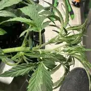 Mephisto Genetic 4strain