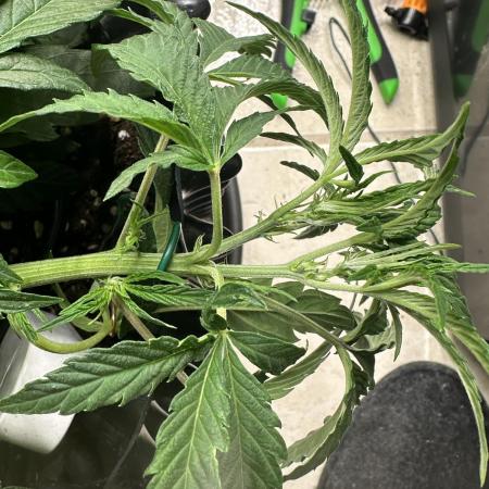 Mephisto Genetic 4strain