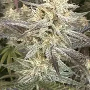 Mephisto genetics