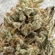 Mephisto genetics