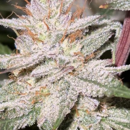 Mephisto genetics