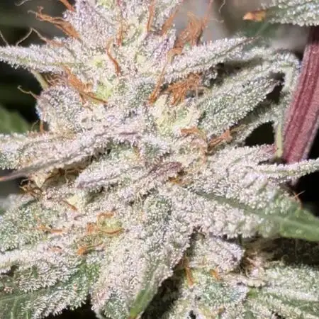 Mephisto genetics