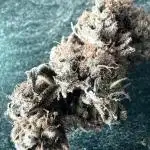 Tropical Magic Fuel