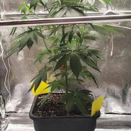 RS11 x Banana OG