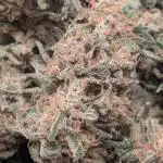 Auto Orange Bud