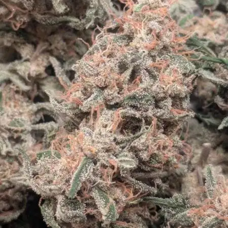 Auto Orange Bud