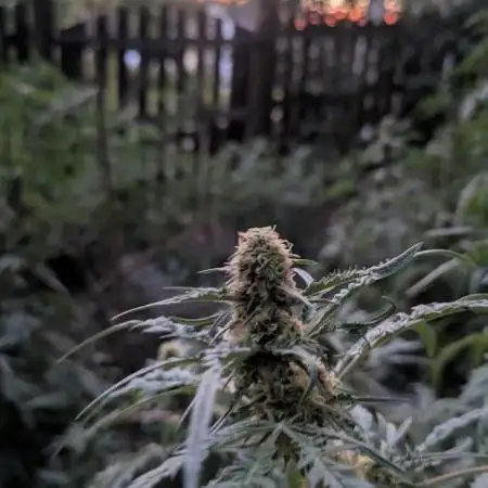 Fruity Freak