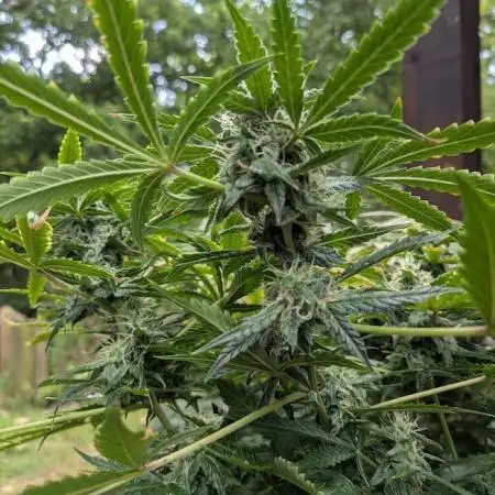 Auto Orange Bud