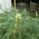 Fruity Freak #2