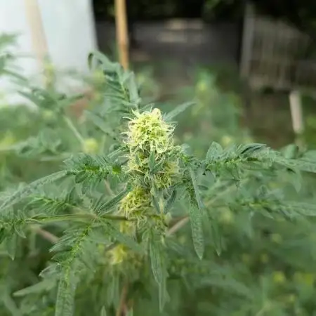 Fruity Freak #2
