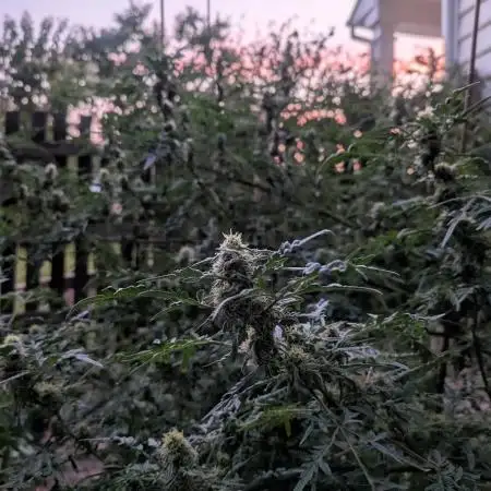 Fruity Freak #2