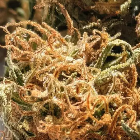 Fruity Freak