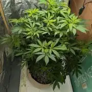 Durban Dew
