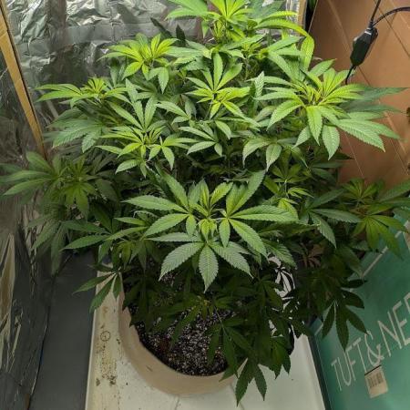 Durban Dew